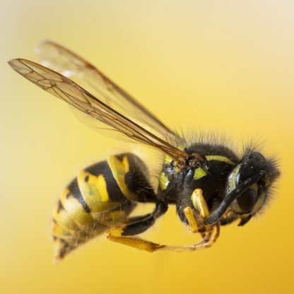 Comment différencier  une guêpe , d'une abeille ou d'un frelon ?