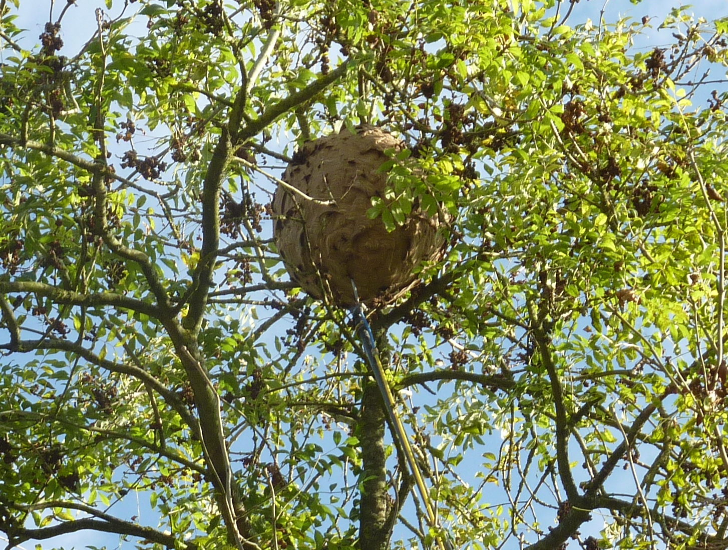 Comment reconnaître un nid d’abeille ?