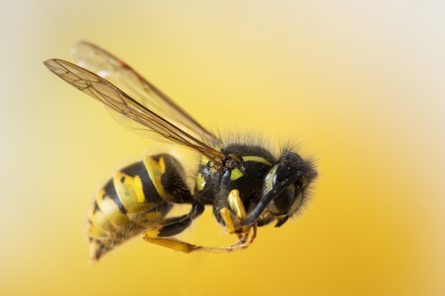 selective-closeup-focused-shot-bee-yellow-wall_181624-5236