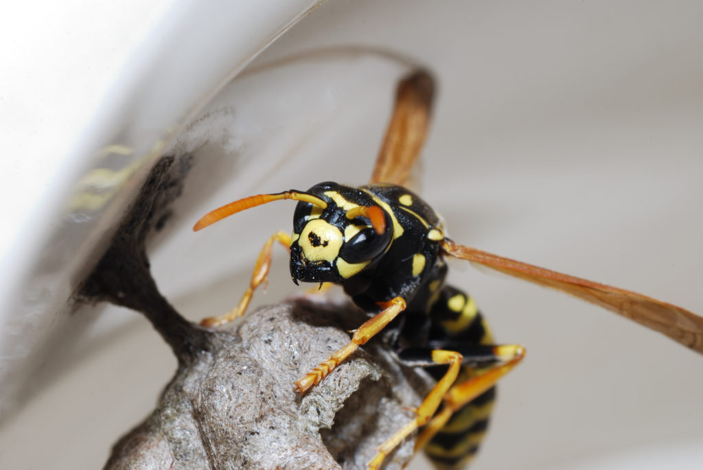 wasp and nest